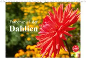 Busch |  Farbenspiel der Dahlien (Wandkalender 2020 DIN A4 quer) | Sonstiges |  Sack Fachmedien