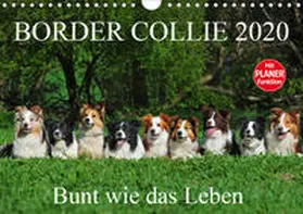 Starick |  Border Collie 2020 (Wandkalender 2020 DIN A4 quer) | Sonstiges |  Sack Fachmedien