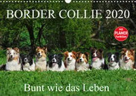 Starick |  Border Collie 2020 (Wandkalender 2020 DIN A3 quer) | Sonstiges |  Sack Fachmedien