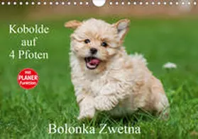 Starick |  Kobolde auf 4 Pfoten - Bolonka Zwetna (Wandkalender 2020 DIN A4 quer) | Sonstiges |  Sack Fachmedien