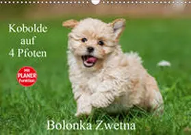 Starick |  Kobolde auf 4 Pfoten - Bolonka Zwetna (Wandkalender 2020 DIN A3 quer) | Sonstiges |  Sack Fachmedien