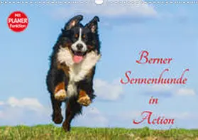 Starick |  Berner Sennenhunde in Action (Wandkalender 2020 DIN A3 quer) | Sonstiges |  Sack Fachmedien