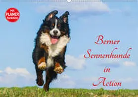 Starick |  Berner Sennenhunde in Action (Wandkalender 2020 DIN A2 quer) | Sonstiges |  Sack Fachmedien