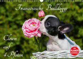 Starick |  Französische Bulldogge - Clown auf 4 Pfoten (Wandkalender 2020 DIN A3 quer) | Sonstiges |  Sack Fachmedien