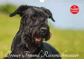 Starick |  Treuer Freund Riesenschnauzer (Wandkalender 2020 DIN A4 quer) | Sonstiges |  Sack Fachmedien