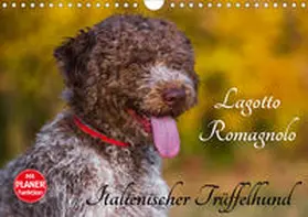 Starick |  Lagotto Romagnolo - Italienischer Trüffelhund (Wandkalender 2020 DIN A4 quer) | Sonstiges |  Sack Fachmedien