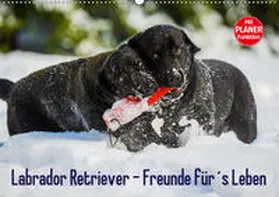 Starick |  Labrador Retriever - Freunde für´s Leben (Wandkalender 2020 DIN A2 quer) | Sonstiges |  Sack Fachmedien