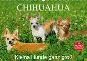 Starick |  Chihuahua - Kleine Hunde ganz groß (Wandkalender 2020 DIN A2 quer) | Sonstiges |  Sack Fachmedien