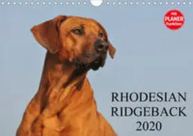 Starick |  Rhodesian Ridgeback 2020 (Wandkalender 2020 DIN A4 quer) | Sonstiges |  Sack Fachmedien