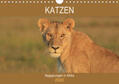 Herzog |  Katzen - Begegnungen in Afrika (Wandkalender 2020 DIN A4 quer) | Sonstiges |  Sack Fachmedien