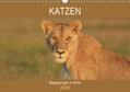 Herzog |  Katzen - Begegnungen in Afrika (Wandkalender 2020 DIN A3 quer) | Sonstiges |  Sack Fachmedien