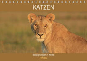 Herzog | Katzen - Begegnungen in Afrika (Tischkalender 2020 DIN A5 quer) | Sonstiges | 978-3-670-75257-8 | sack.de