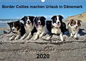 Busch |  Border Collies machen Urlaub in Dänemark (Wandkalender 2020 DIN A3 quer) | Sonstiges |  Sack Fachmedien