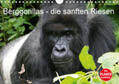 Herzog |  Berggorillas - die sanften Riesen (Wandkalender 2020 DIN A4 quer) | Sonstiges |  Sack Fachmedien