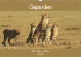Herzog | Geparden - Ein Leben in Afrika (Wandkalender 2020 DIN A2 quer) | Sonstiges | 978-3-670-77336-8 | sack.de