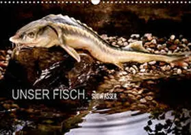 morgenstern |  UNSER FISCH. SÜßWASSER. (Wandkalender 2020 DIN A3 quer) | Sonstiges |  Sack Fachmedien
