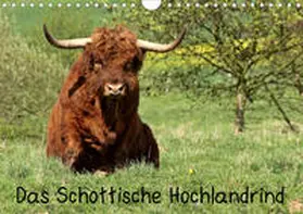 Schmutzler-Schaub |  Das Schottische Hochlandrind (Wandkalender 2020 DIN A4 quer) | Sonstiges |  Sack Fachmedien