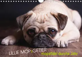 Raab | Lillie Mopsgetier - mopsfidel durchs Jahr (Wandkalender 2020 DIN A4 quer) | Sonstiges | 978-3-670-82160-1 | www.sack.de