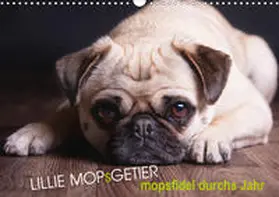 Raab | Lillie Mopsgetier - mopsfidel durchs Jahr (Wandkalender 2020 DIN A3 quer) | Sonstiges | 978-3-670-82161-8 | www.sack.de