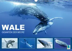 Calvendo / CALVENDO |  Wale: Giganten der Meere (Wandkalender 2020 DIN A3 quer) | Sonstiges |  Sack Fachmedien