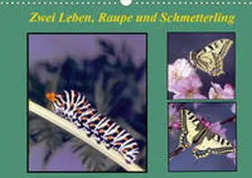 Reupert / Schickert |  Zwei Leben, Raupe und Schmetterling (Wandkalender 2020 DIN A3 quer) | Sonstiges |  Sack Fachmedien