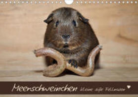 Fischer | Meerschweinchen - Kleine süße Fellnasen (Wandkalender 2020 DIN A4 quer) | Sonstiges | 978-3-670-86160-7 | sack.de