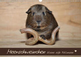 Fischer | Meerschweinchen - Kleine süße Fellnasen (Wandkalender 2020 DIN A3 quer) | Sonstiges | 978-3-670-86161-4 | sack.de