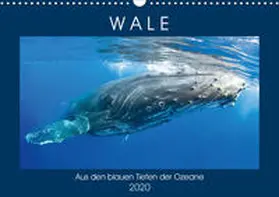 Calvendo / CALVENDO |  Wale: Aus den blauen Tiefen der Ozeane (Wandkalender 2020 DIN A3 quer) | Sonstiges |  Sack Fachmedien