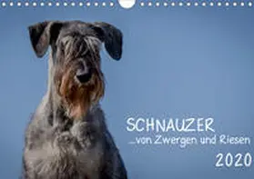 Janz |  Schnauzer... von Zwergen und Riesen 2020 (Wandkalender 2020 DIN A4 quer) | Sonstiges |  Sack Fachmedien