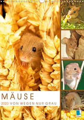 Calvendo / CALVENDO |  Zauberhafte Mäuse: Von wegen nur Grau (Wandkalender 2020 DIN A3 hoch) | Sonstiges |  Sack Fachmedien