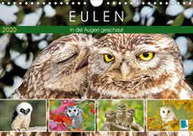 Calvendo / CALVENDO |  Eulen: In die Augen geschaut (Wandkalender 2020 DIN A4 quer) | Sonstiges |  Sack Fachmedien