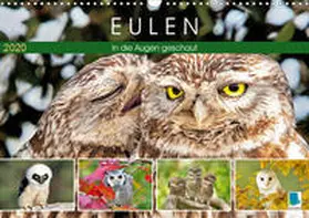 Calvendo / CALVENDO |  Eulen: In die Augen geschaut (Wandkalender 2020 DIN A3 quer) | Sonstiges |  Sack Fachmedien