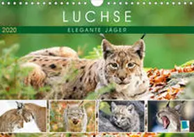Calvendo / CALVENDO |  Luchse: Elegante Jäger (Wandkalender 2020 DIN A4 quer) | Sonstiges |  Sack Fachmedien