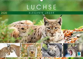 Calvendo / CALVENDO |  Luchse: Elegante Jäger (Wandkalender 2020 DIN A2 quer) | Sonstiges |  Sack Fachmedien