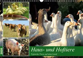 Löwer |  Haus- und Hoftiere (Wandkalender 2020 DIN A3 quer) | Sonstiges |  Sack Fachmedien