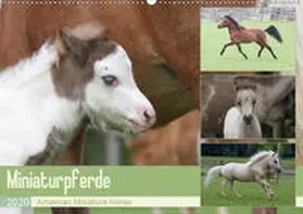 Mielewczyk |  Miniaturpferde - American Miniature Horse (Wandkalender 2020 DIN A2 quer) | Sonstiges |  Sack Fachmedien