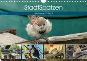 Schilling |  StadtSpatzen (Wandkalender 2020 DIN A4 quer) | Sonstiges |  Sack Fachmedien
