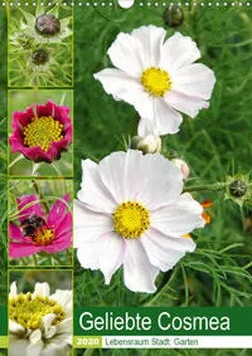 Schilling |  Geliebte Cosmea (Wandkalender 2020 DIN A3 hoch) | Sonstiges |  Sack Fachmedien