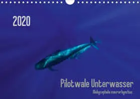 Weber-Gebert | Pilotwale Unterwasser - Globicephala macrorhynchus (Wandkalender 2020 DIN A4 quer) | Sonstiges | 978-3-670-96634-0 | www.sack.de