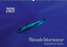 Weber-Gebert | Pilotwale Unterwasser - Globicephala macrorhynchus (Wandkalender 2020 DIN A2 quer) | Sonstiges | 978-3-670-96636-4 | www.sack.de