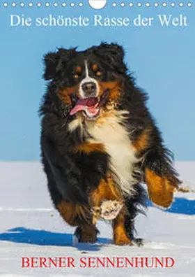 Starick |  Die schönste Rasse der Welt - Berner Sennenhund (Wandkalender 2020 DIN A4 hoch) | Sonstiges |  Sack Fachmedien