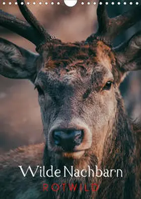 Payne |  Wilde Nachbarn: Rotwild (Wandkalender 2020 DIN A4 hoch) | Sonstiges |  Sack Fachmedien