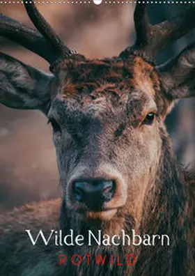 Payne |  Wilde Nachbarn: Rotwild (Wandkalender 2020 DIN A2 hoch) | Sonstiges |  Sack Fachmedien