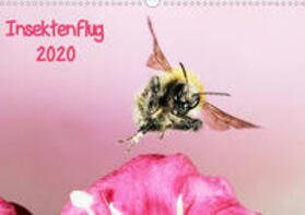 Schmidt | Insektenflug 2020 (Wandkalender 2020 DIN A3 quer) | Sonstiges | 978-3-670-97555-7 | sack.de