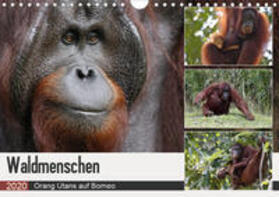 Herzog | Waldmenschen - Orang Utans auf Borneo (Wandkalender 2020 DIN A4 quer) | Sonstiges | 978-3-671-00220-7 | sack.de