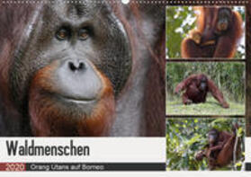 Herzog | Waldmenschen - Orang Utans auf Borneo (Wandkalender 2020 DIN A2 quer) | Sonstiges | 978-3-671-00222-1 | sack.de