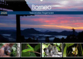 Herzog | Borneo - Tierparadies Regenwald (Wandkalender 2020 DIN A2 quer) | Sonstiges | 978-3-671-00358-7 | sack.de