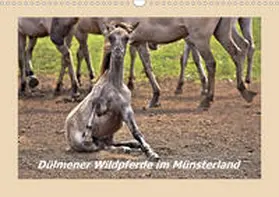 Hackstein | Dülmener Wildpferde im Münsterland (Wandkalender 2020 DIN A3 quer) | Sonstiges | 978-3-671-00677-9 | www.sack.de