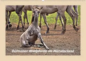 Hackstein | Dülmener Wildpferde im Münsterland (Wandkalender 2020 DIN A2 quer) | Sonstiges | 978-3-671-00678-6 | www.sack.de