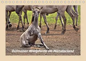 Hackstein | Dülmener Wildpferde im Münsterland (Tischkalender 2020 DIN A5 quer) | Sonstiges | 978-3-671-00679-3 | www.sack.de